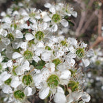 Manuka flowering begins on the East Coast of Australia