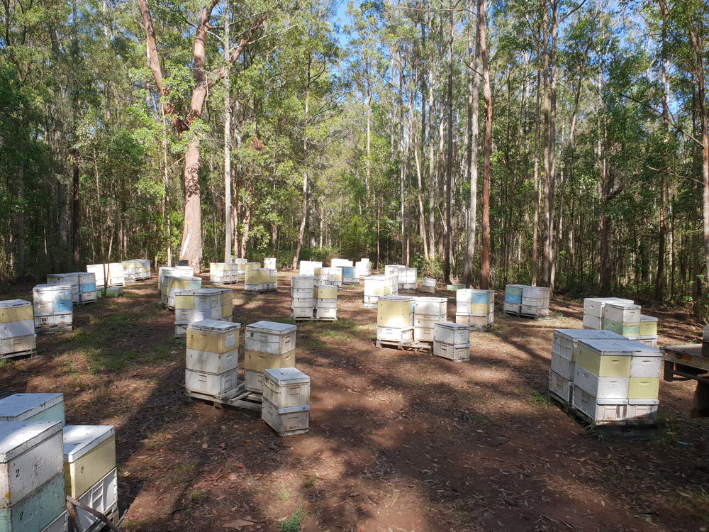 Want to be a professional beekeeper? April/May 2021 - Beekeeper jobs in Port Macquarie Kempsey Region NSW