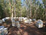 Want to be a professional beekeeper? April/May 2021 - Beekeeper jobs in Port Macquarie Kempsey Region NSW