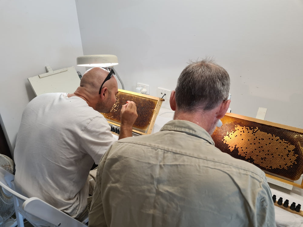 Queen Bee Breeding, there's always something to learn as a beekeeper