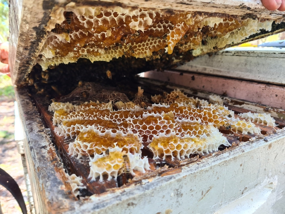 Bloodwood Honey, a seasonal rich honey, coming in from the field now