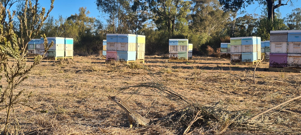 Beekeeping in nature, and bringing you honey direct from NSW forests and fields